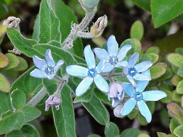 tweedia flower seeds 10 TWEEDIA BLUE MILKWEED Southern Star of Argentine Tweedia Caerulea s – Seedville USA