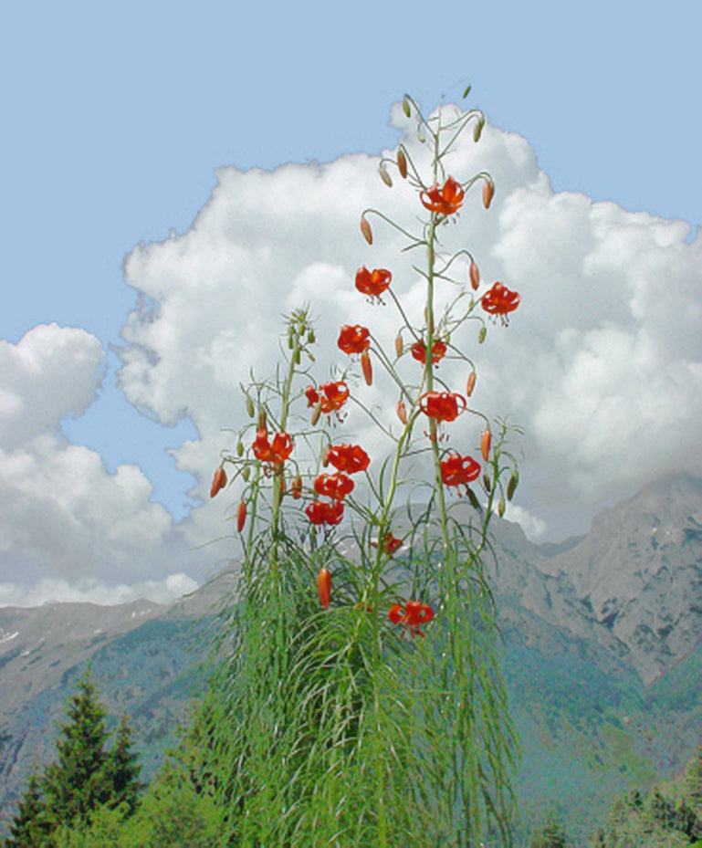 10 CORAL LILY Siberian Turk's Cap Lilium Pumilum Coral Red Fragrant Flower Seeds