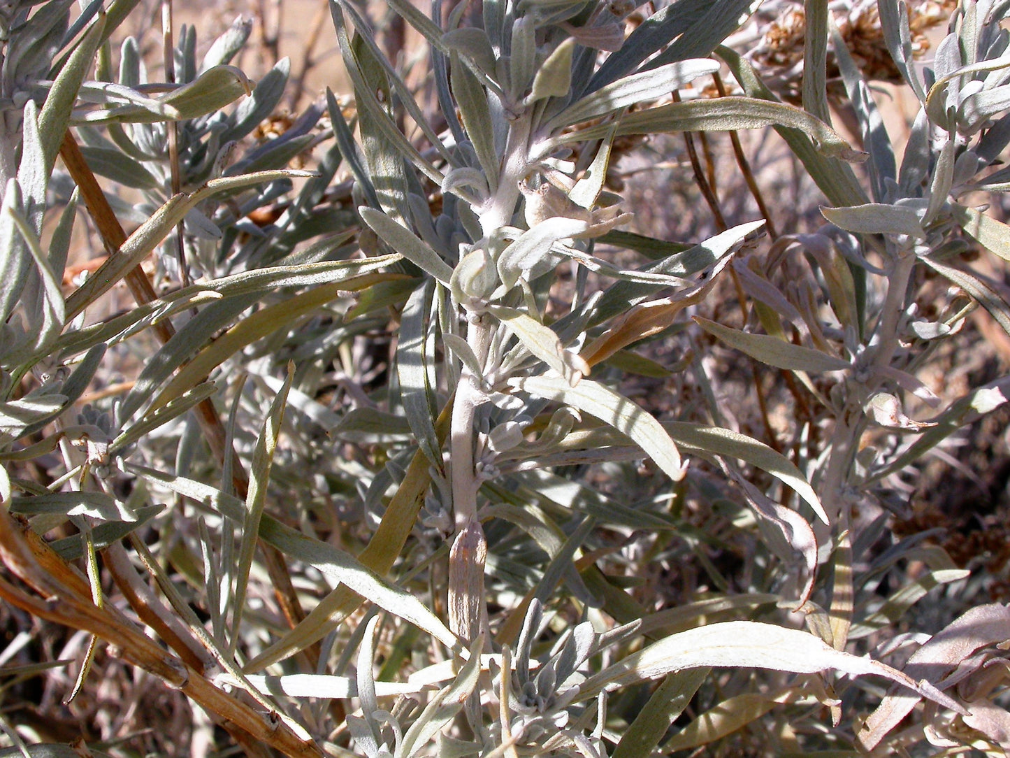 100 SILVER SAGEBRUSH Artemisia Cana Dwarf Sagebrush Silver Wormwood Herb Flower Seeds