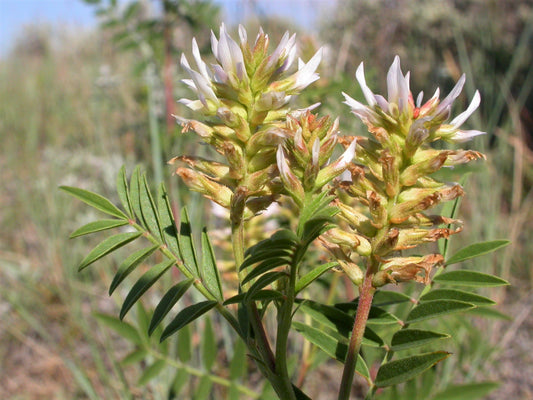 50 AMERICAN LICORICE Glycyrrhiza Lepidota aka Wild Licorice Native Herb White Flower Seeds
