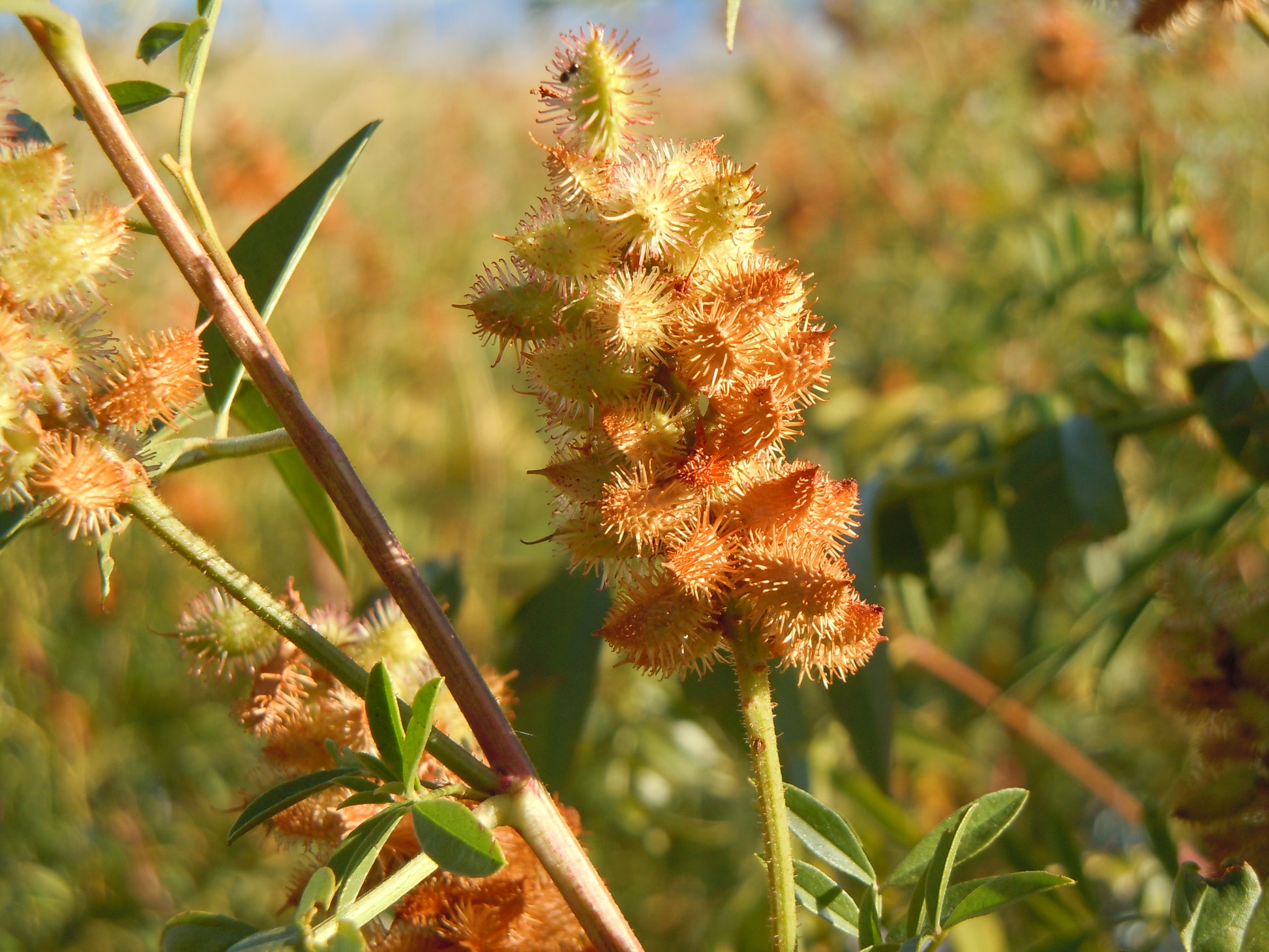 plant licorice flavored seeds 50 AMERICAN LICORICE Glycyrrhiza Lepidota aka Wild Licorice Native Her – Seedville USA
