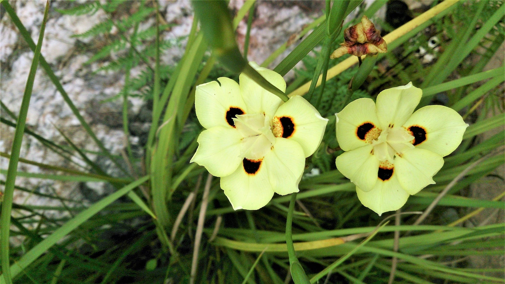 iris lily flower 20 YELLOW AFRICAN IRIS Fortnight Lily Dietes Bicolor Butterfly Flag Spanish Peacock Iris Flower Seeds