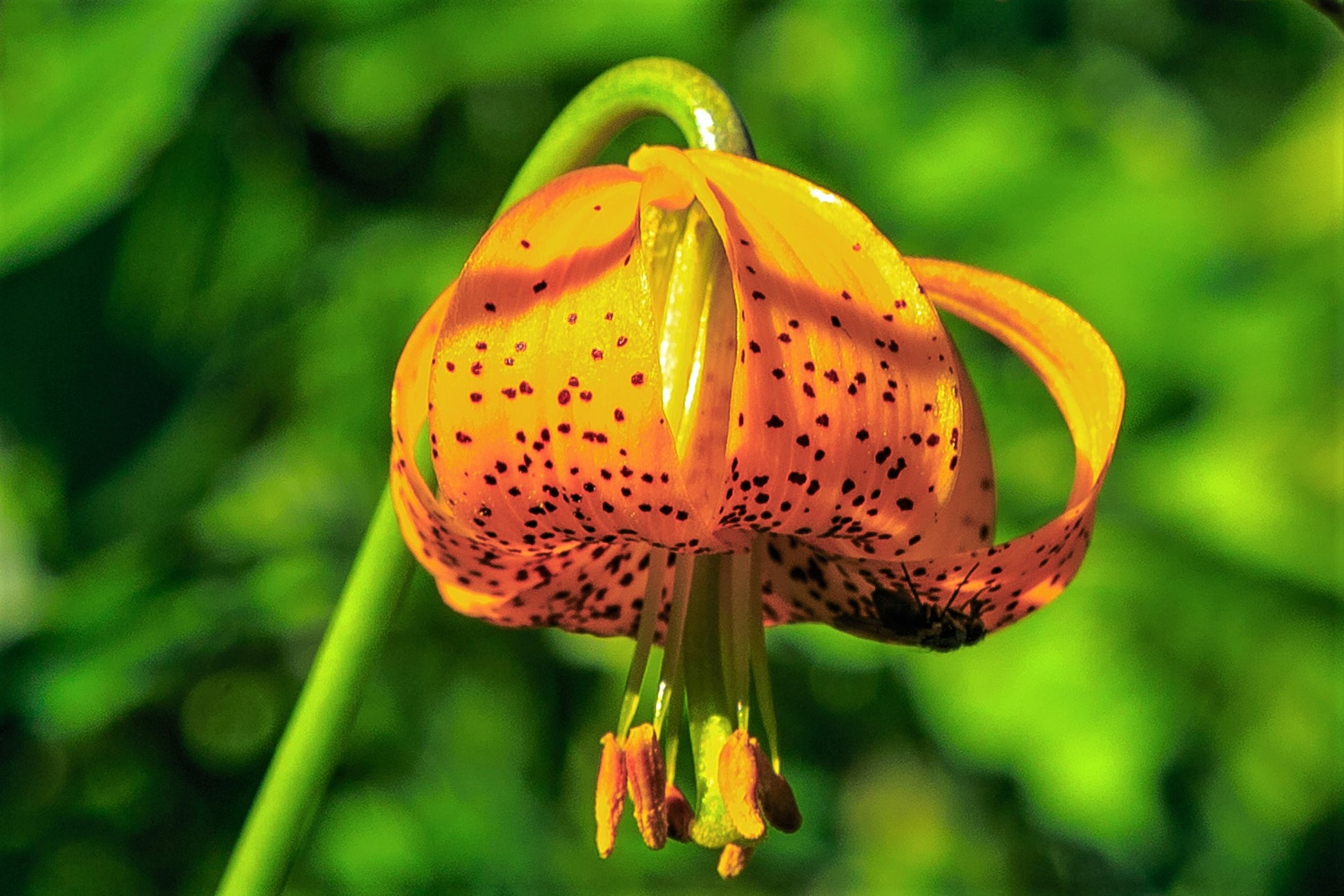 wild tiger lily plant 20 COLUMBIAN TIGER LILY Oregon Lily Lilium Columbianum syn. Canadense Parviflorum Orange Maroon Spotted Native Flower Seeds