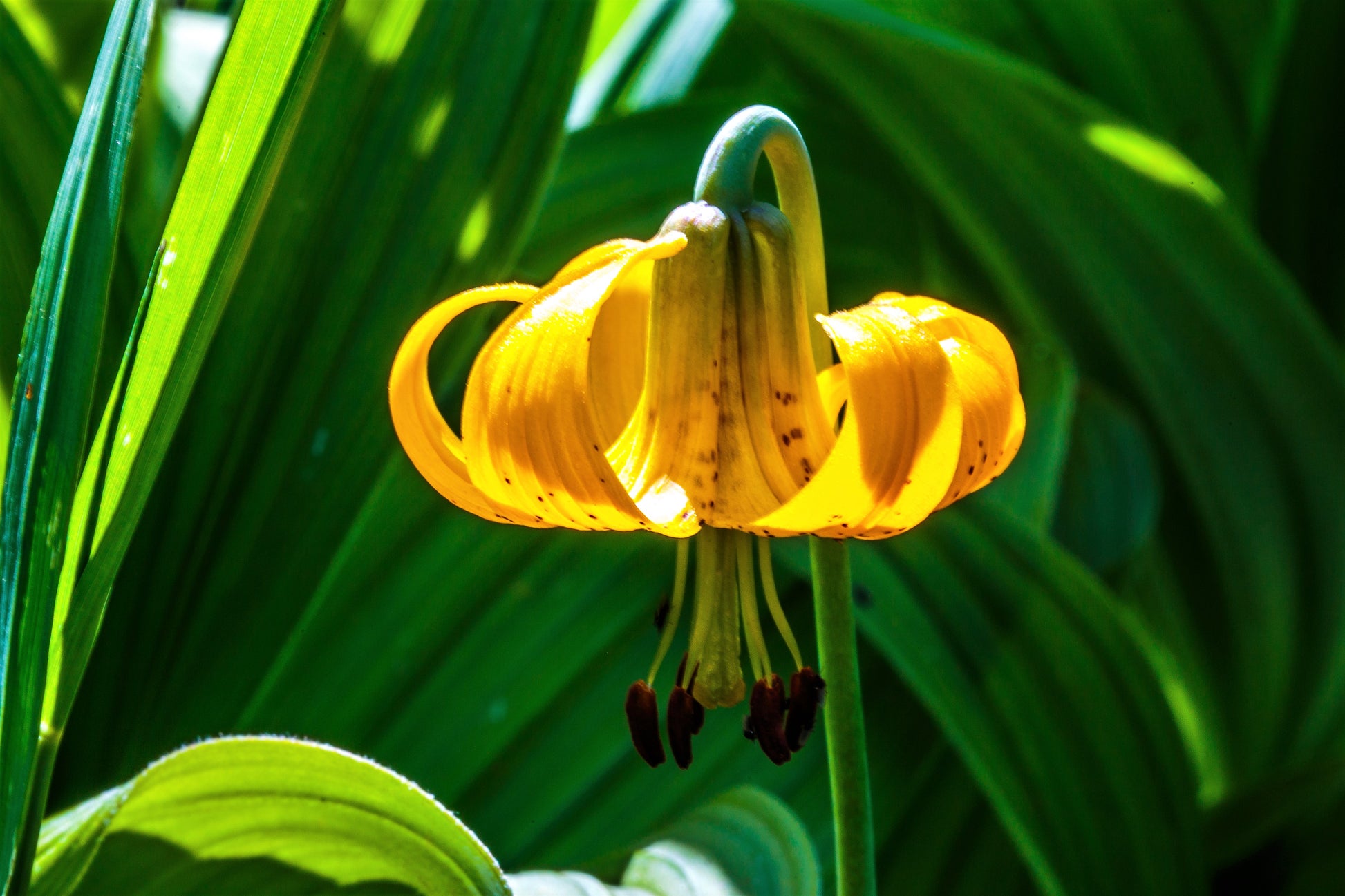 tiger lily oregon 20 COLUMBIAN TIGER LILY Oregon Lily Lilium Columbianum syn. Canadense Parviflorum Orange Maroon Spotted Native Flower Seeds