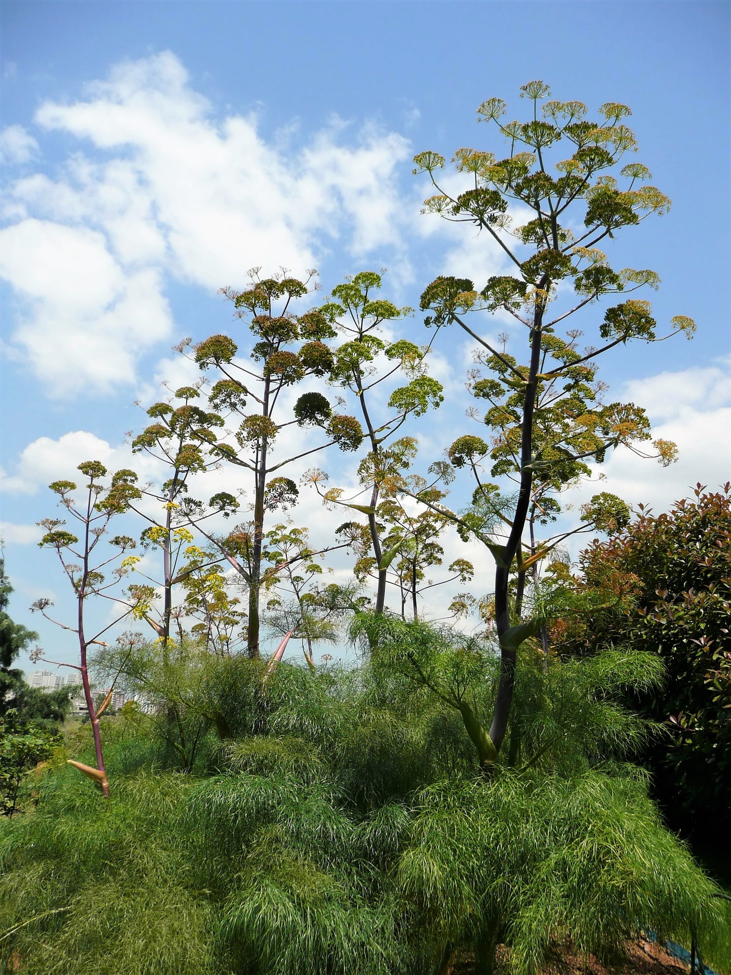 15 GIANT FENNEL Ferula Communis Gigantea Yellow Flower Herb Seeds