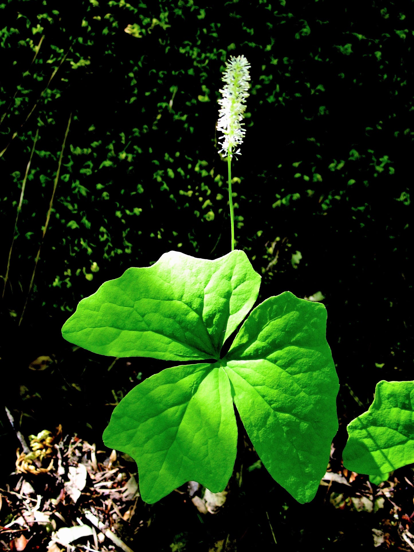 10 VANILLA LEAF Achlys Triphylla Deer Foot Vanillaleaf Fragrant Foliage White Shade Groundcover Flower Seeds