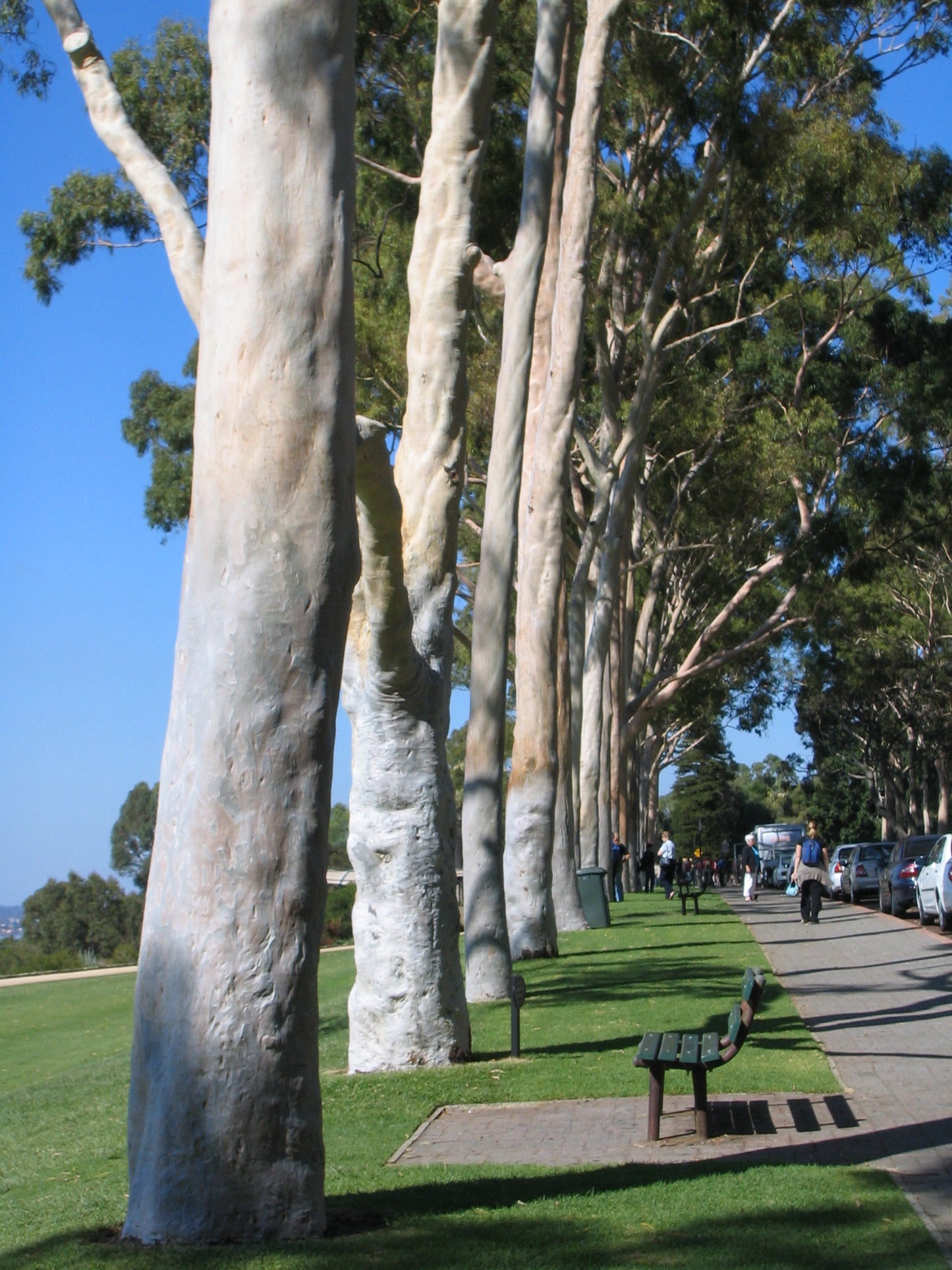 50 LEMON SCENTED EUCALYPTUS Citriodora Tree aka Lemon Bush & Spotted Gum - Colorful Bark White Flower Tree Seeds