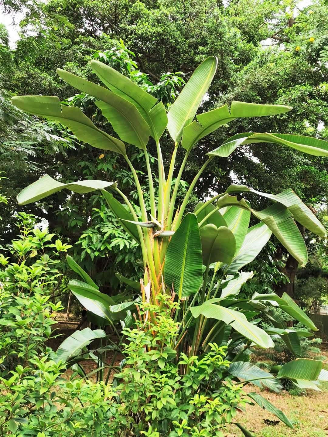 Strelitzia nicolai clearance