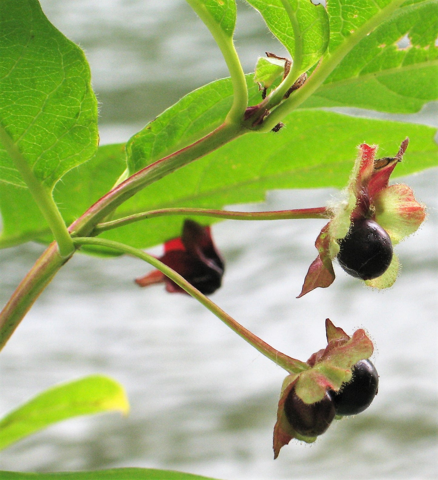 25 TWINBERRY HONEYSUCKLE Lonicera Involucrata California Bearberry Black Twin Berry Endangered Native Sun or Shade Shrub Yellow Red Hummingbird Flower Seeds