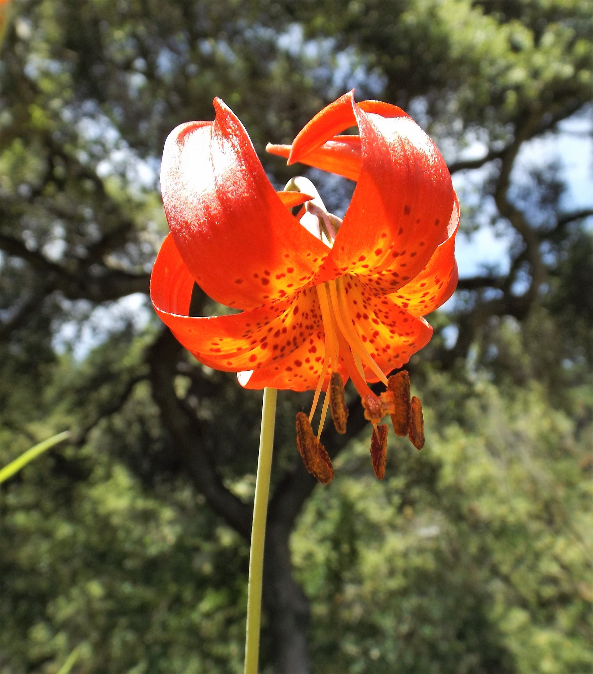 orange and yellow tiger lilies 10 LEOPARD LILY California Tiger Lily Panther Lilium Pardalinum Yellow Orange Red Spotted Native Flower Seeds