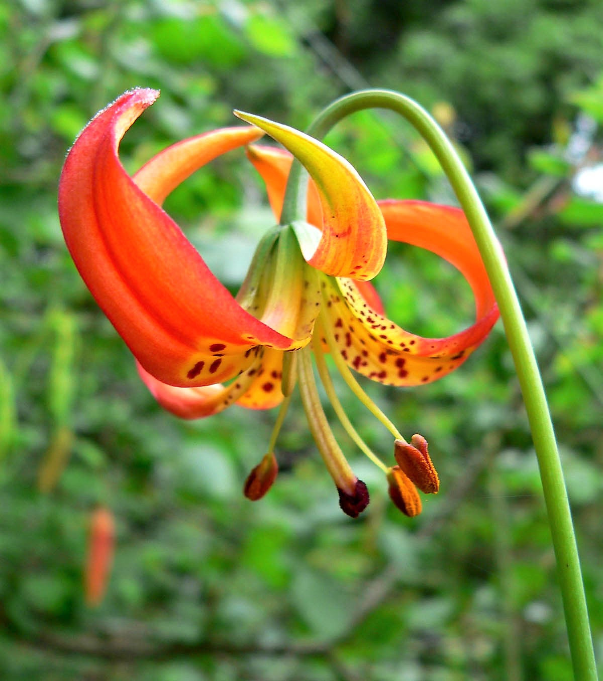 tiger lily ca 10 LEOPARD LILY California Tiger Lily Panther Lilium Pardalinum Yellow Orange Red Spotted Native Flower Seeds