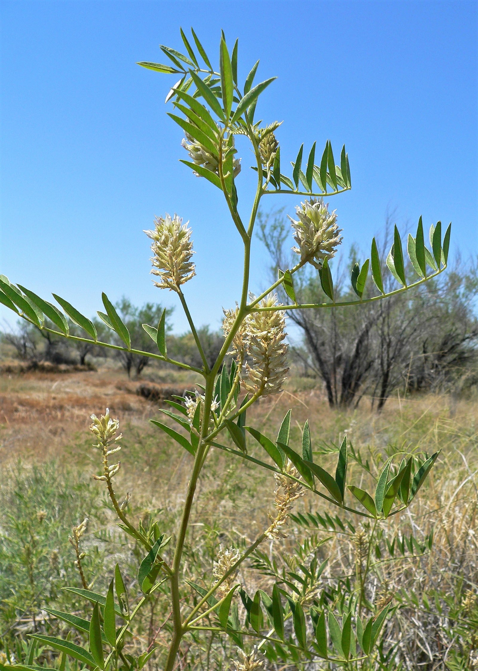 plant with licorice flavoured seeds 50 AMERICAN LICORICE Glycyrrhiza Lepidota aka Wild Licorice Native Her – Seedville USA