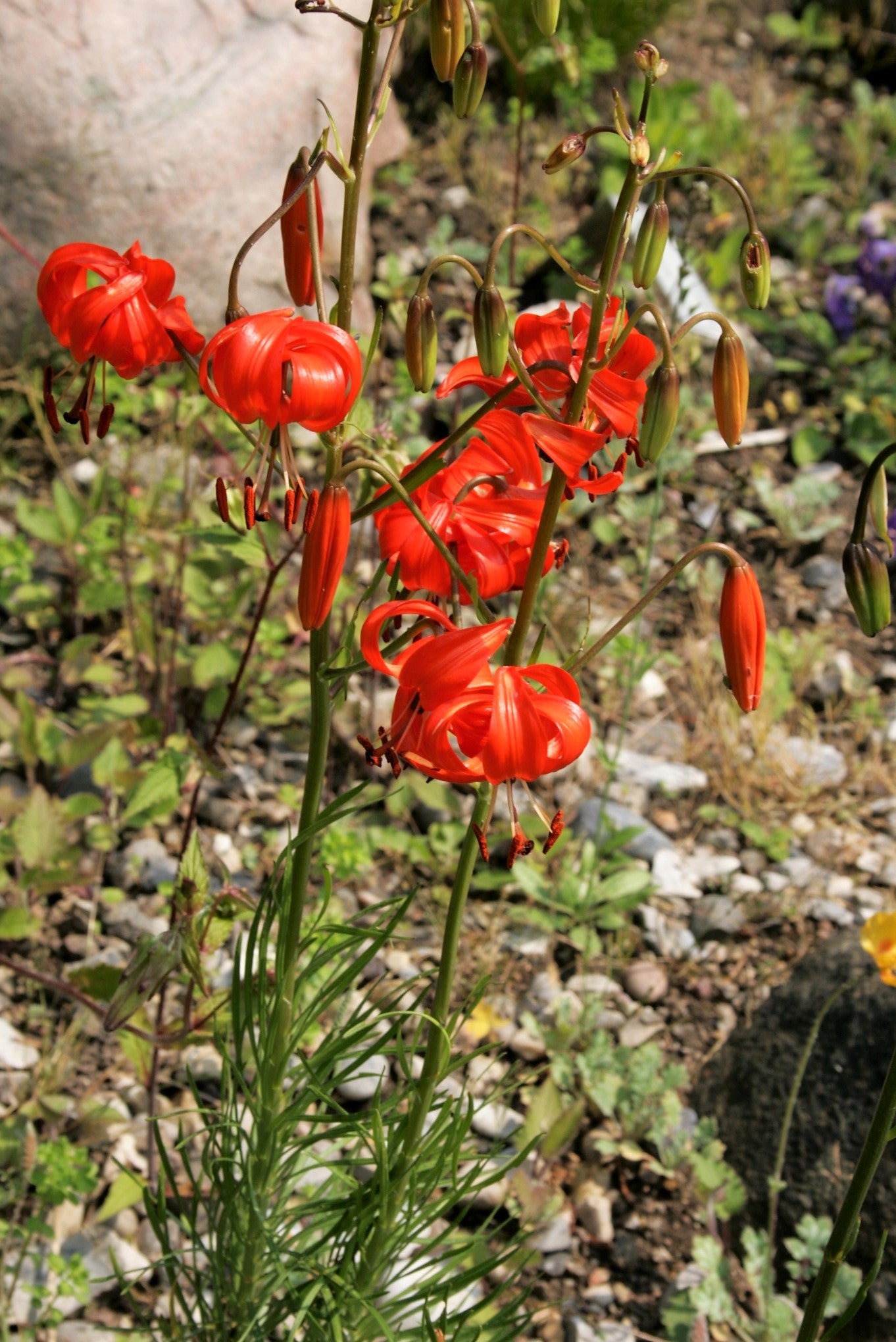 coral lily flower 10 CORAL LILY Siberian Turk's Cap Lilium Pumilum Coral Red Fragrant Flower Seeds