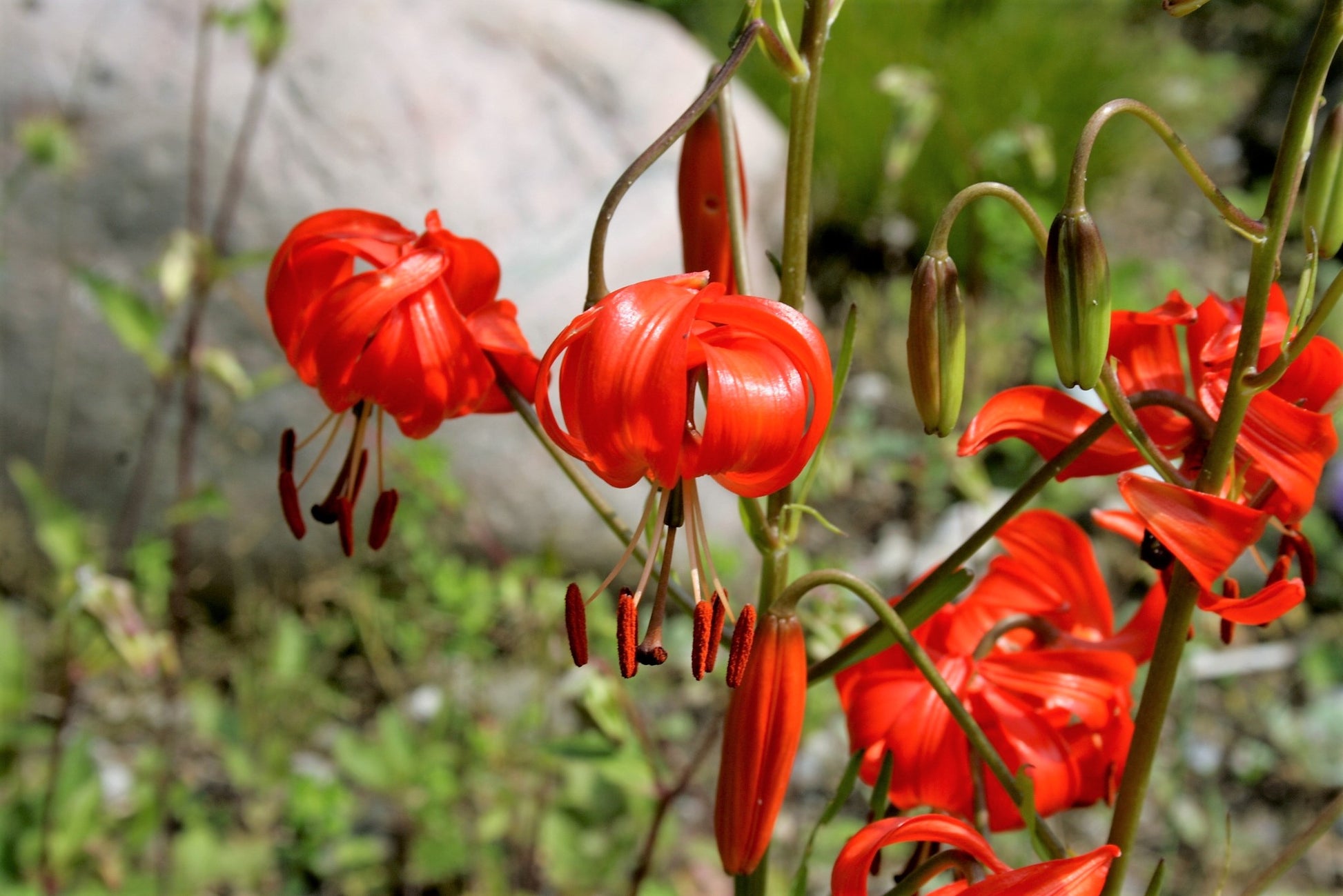 coral lily flower 10 CORAL LILY Siberian Turk's Cap Lilium Pumilum Coral Red Fragrant Flower Seeds