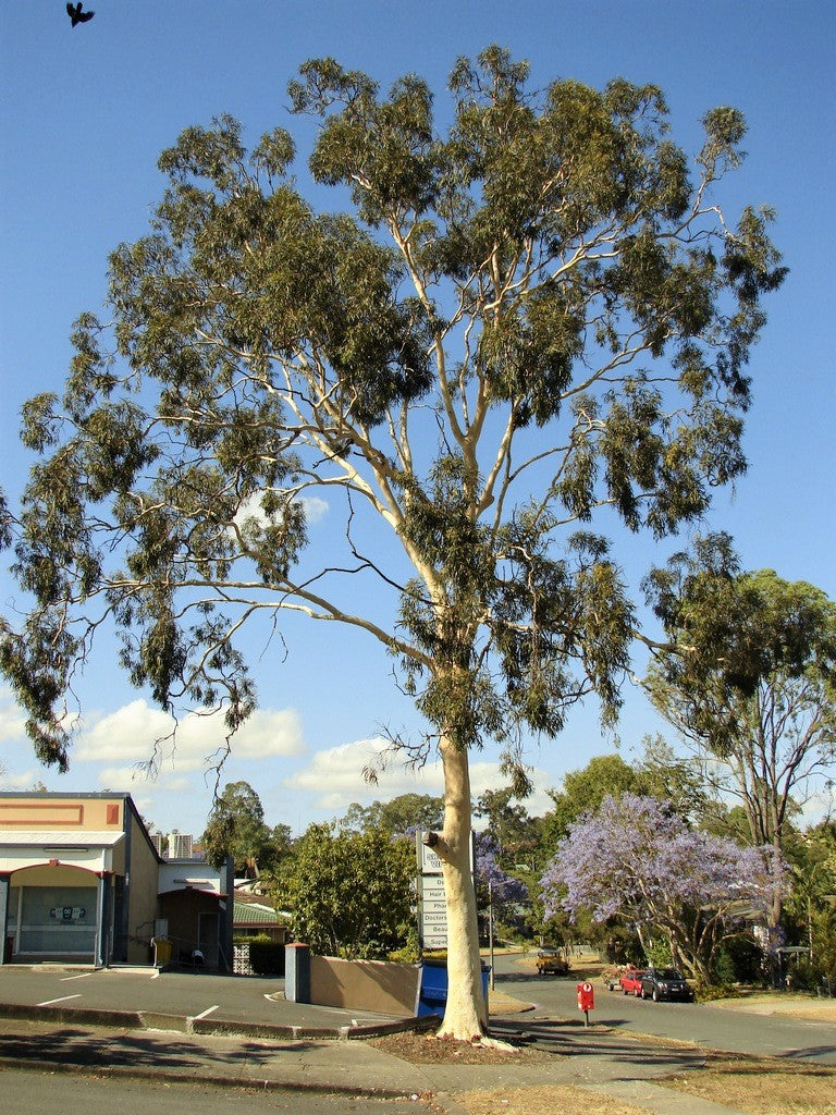 50 LEMON SCENTED EUCALYPTUS Citriodora Tree aka Lemon Bush & Spotted Gum - Colorful Bark White Flower Tree Seeds