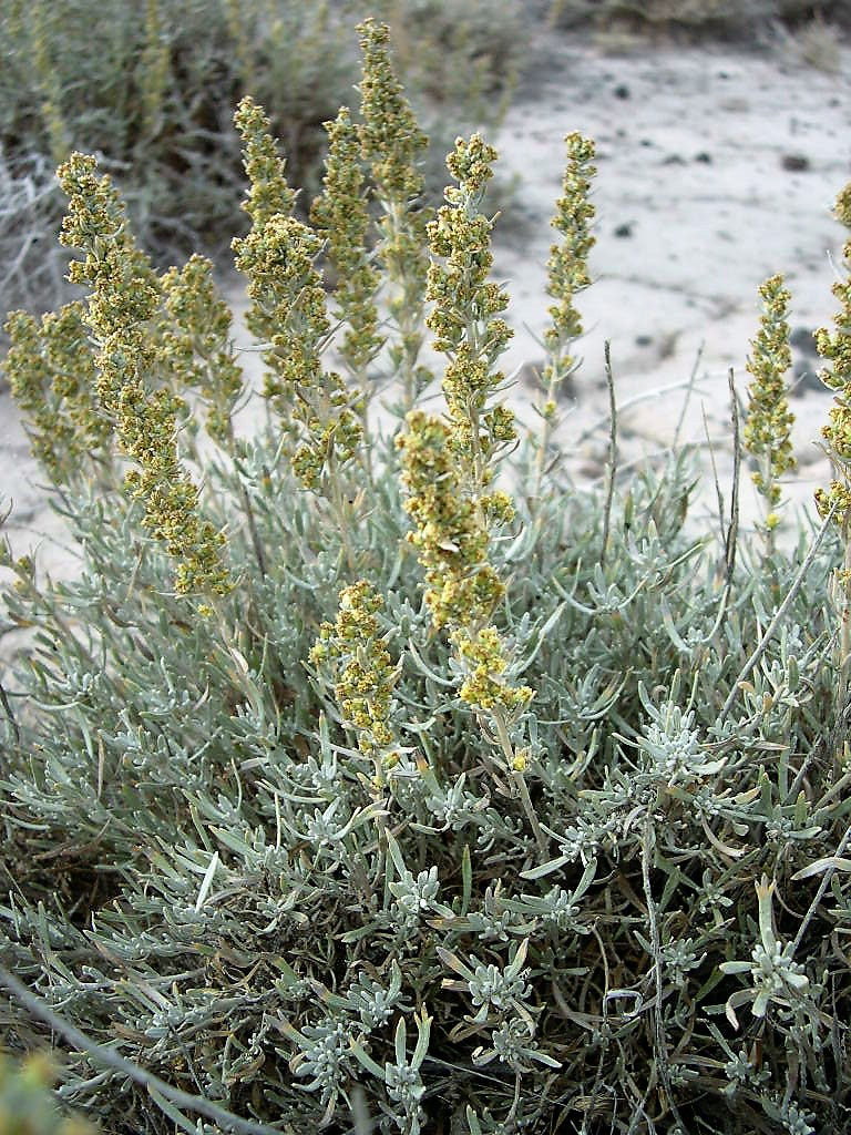 100 SILVER SAGEBRUSH Artemisia Cana Dwarf Sagebrush Silver Wormwood Herb Flower Seeds