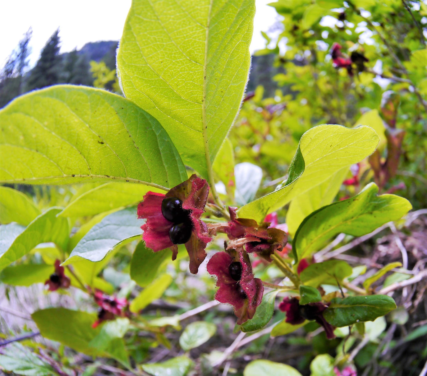 25 TWINBERRY HONEYSUCKLE Lonicera Involucrata California Bearberry Black Twin Berry Endangered Native Sun or Shade Shrub Yellow Red Hummingbird Flower Seeds