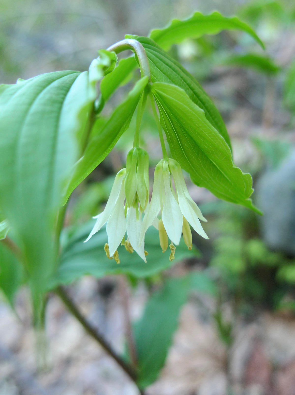 10 HOOKERS FAIRYBELLS Drops of Gold Prosartes Disporum Hookeri Native ...