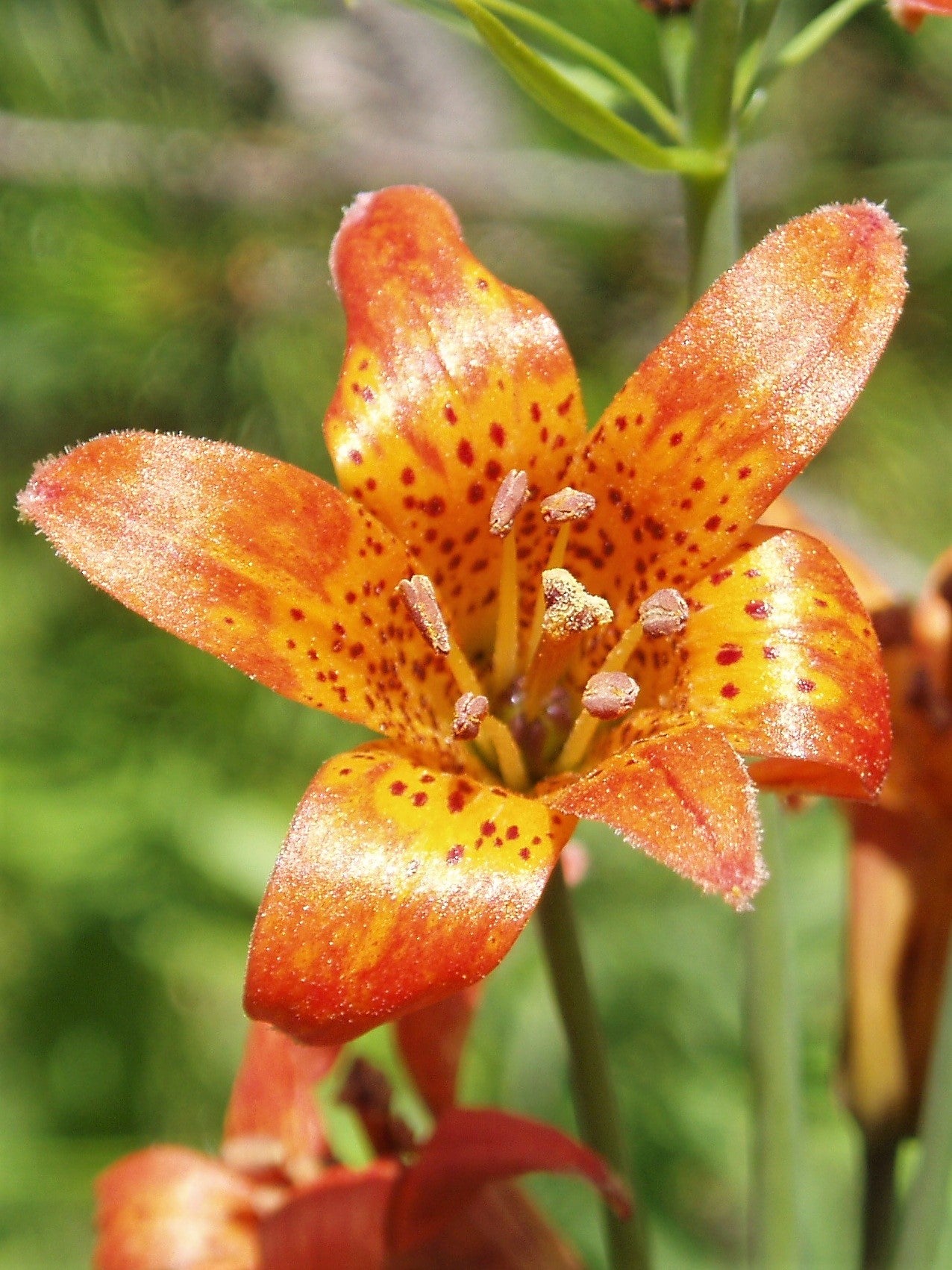 tiger lily hybrids 15 WESTERN HYBRIDS LILY Tiger, Leopard, Lemon, Alpine, Kellogg