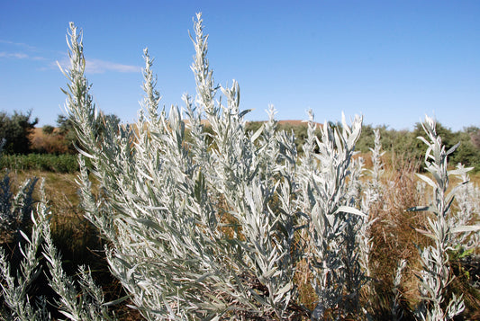 100 SILVER SAGEBRUSH Artemisia Cana Dwarf Sagebrush Silver Wormwood Herb Flower Seeds