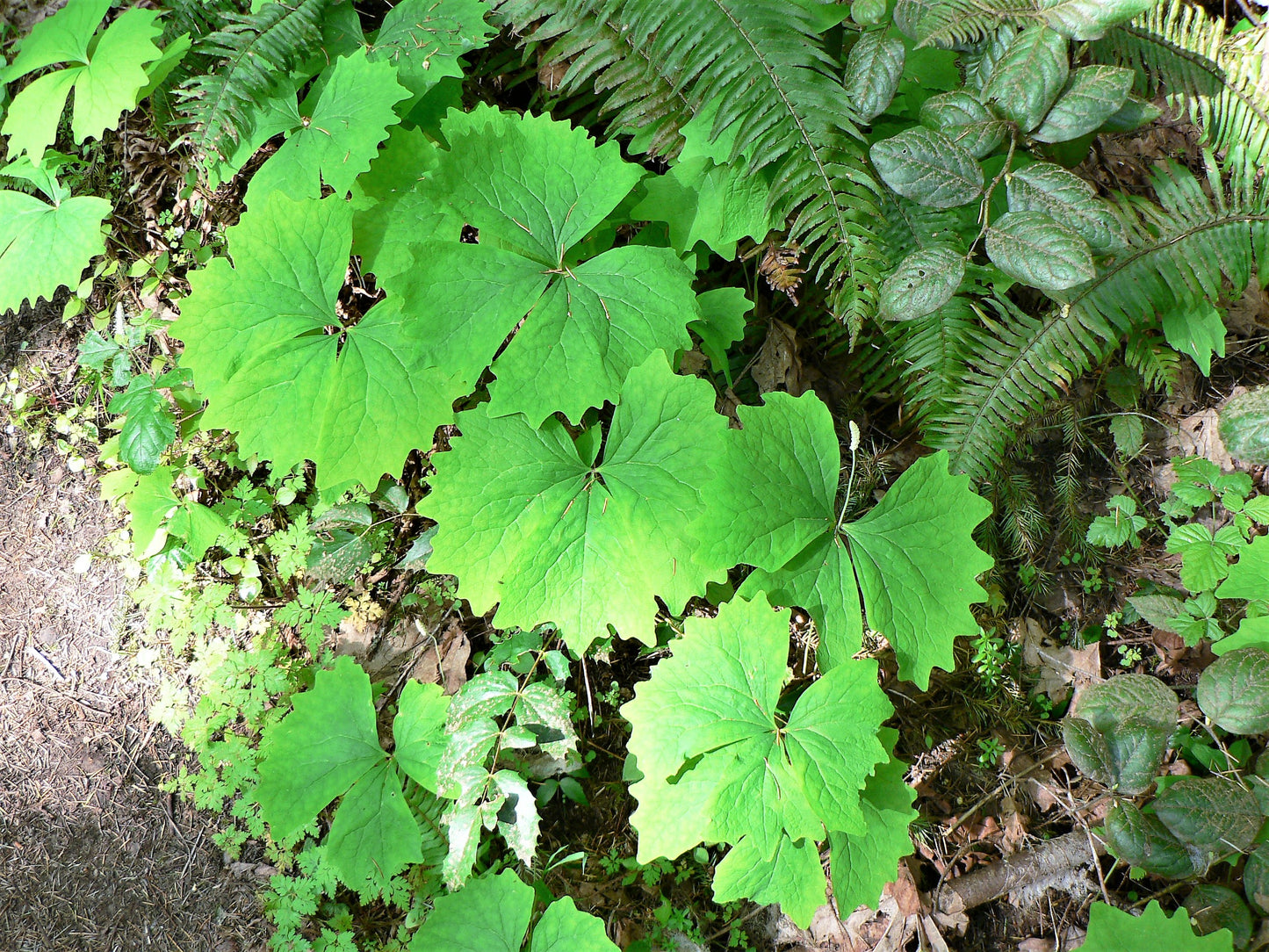 10 VANILLA LEAF Achlys Triphylla Deer Foot Vanillaleaf Fragrant Foliage White Shade Groundcover Flower Seeds