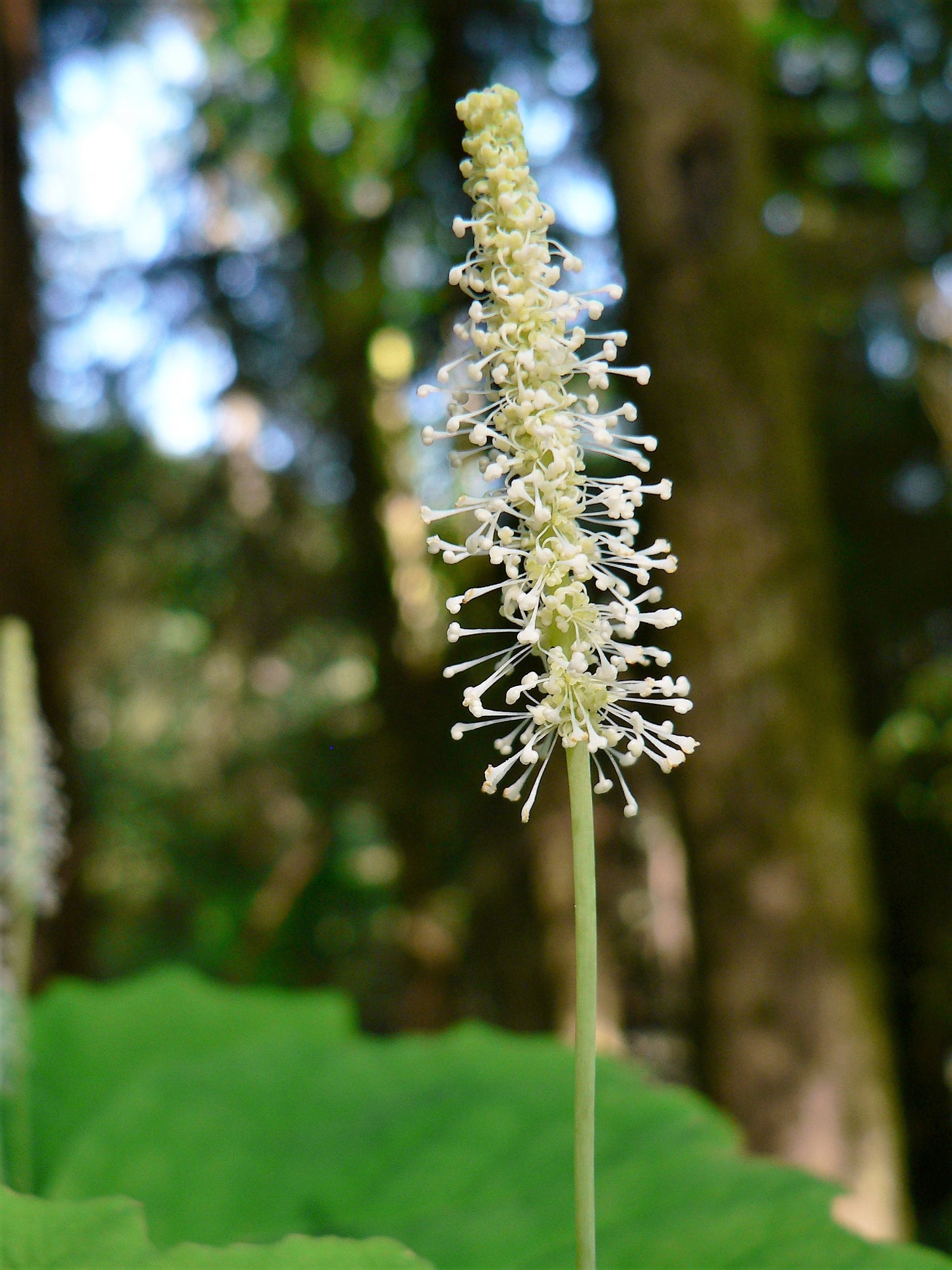 10 VANILLA LEAF Achlys Triphylla Deer Foot Vanillaleaf Fragrant Foliage White Shade Groundcover Flower Seeds