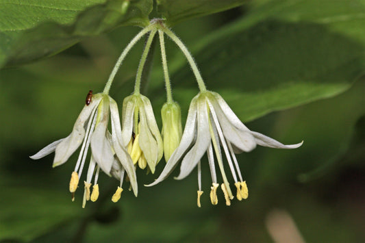 10 HOOKERS FAIRYBELLS Drops of Gold Prosartes Disporum Hookeri Native Flower Seeds