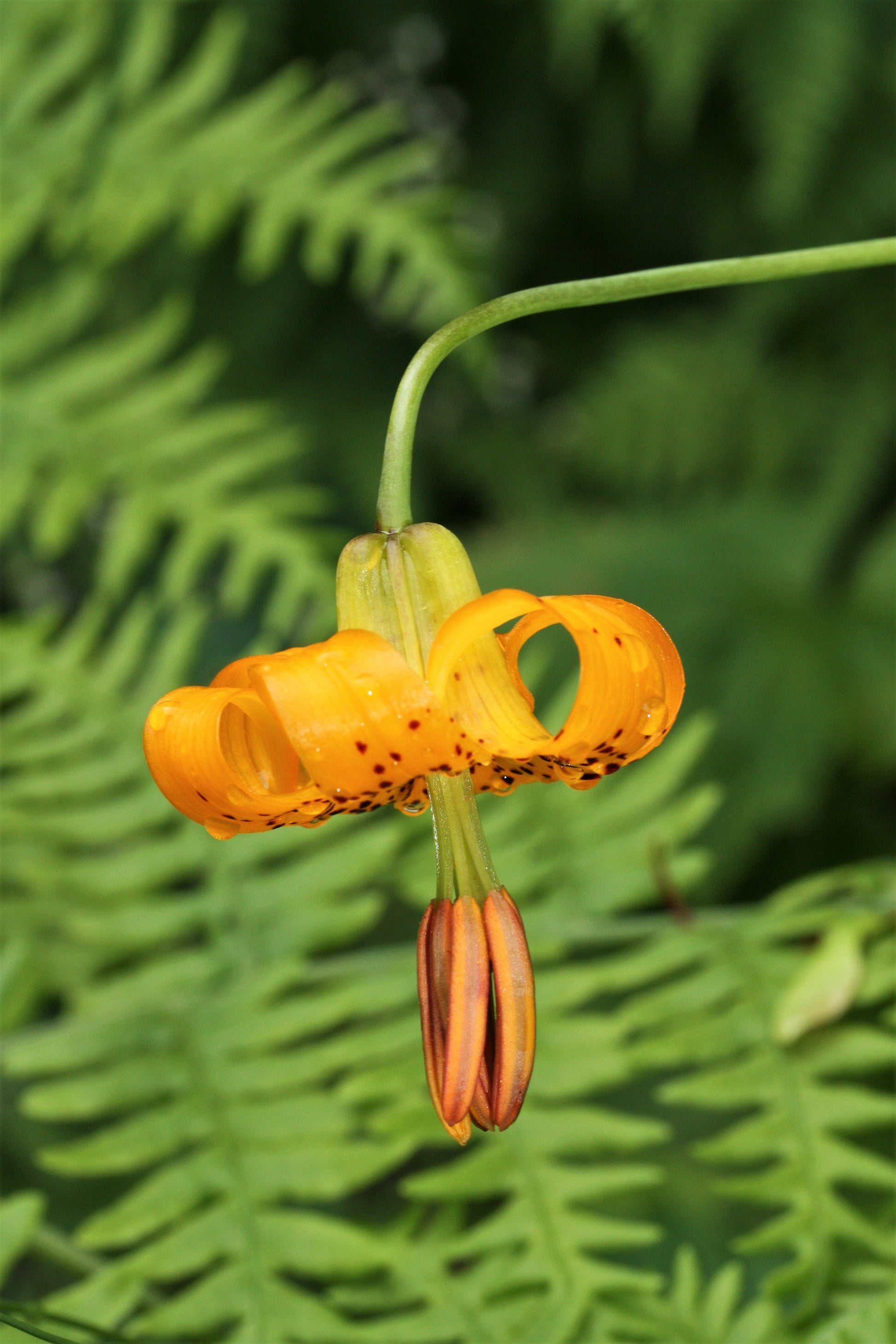buy tiger lily seeds 20 COLUMBIAN TIGER LILY Oregon Lily Lilium Columbianum syn. Canadense Parviflorum Orange Maroon Spotted Native Flower Seeds