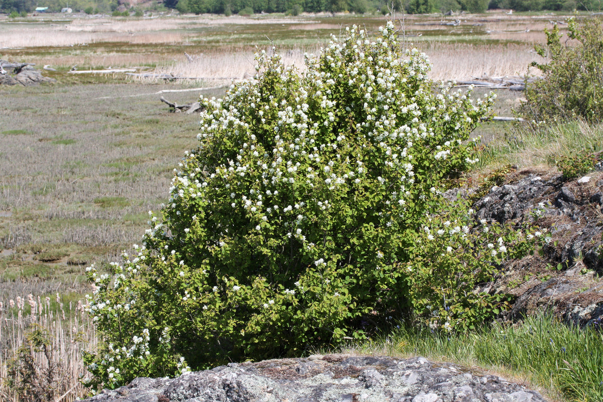 20 SASKATOON SERVICEBERRY aka Western, Pacific, Juneberry, Shadbush Am ...