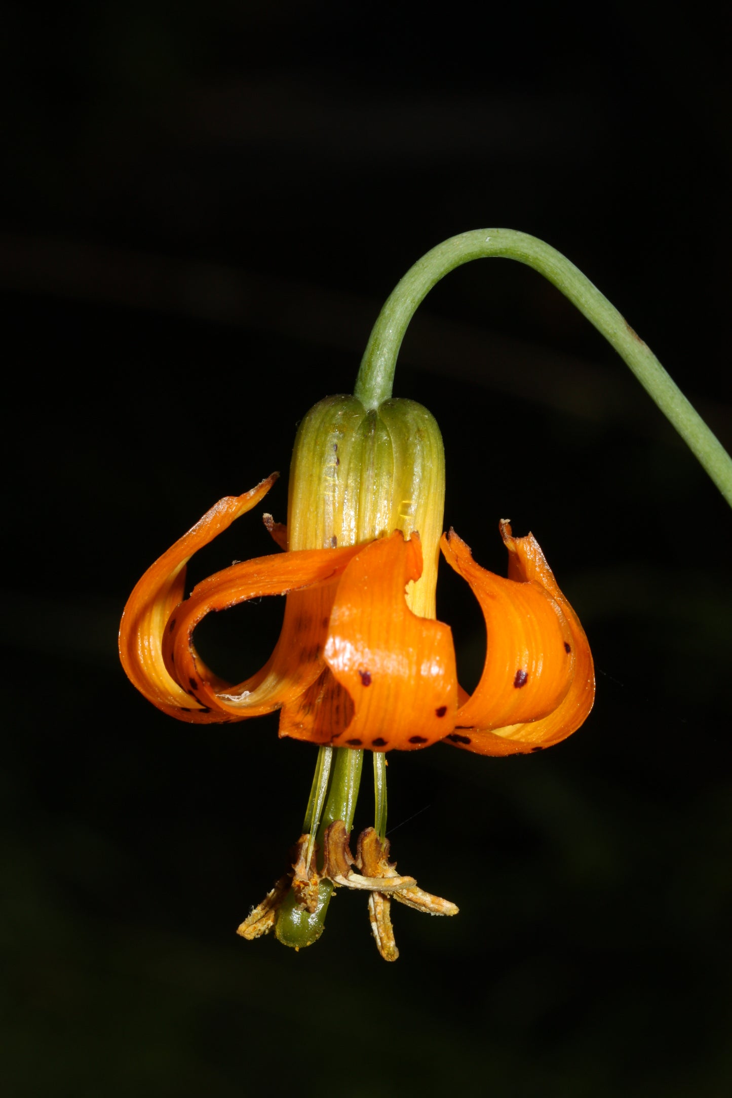 20 COLUMBIAN TIGER LILY Oregon Lily Lilium Columbianum syn. Canadense Parviflorum Orange Maroon Spotted Native Flower Seeds