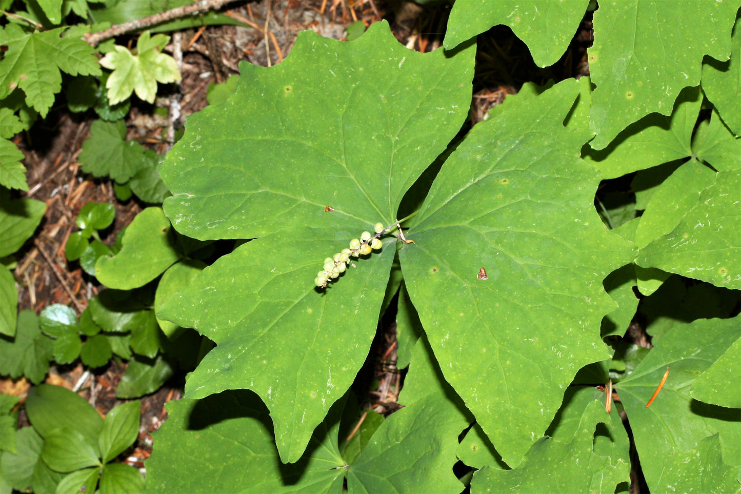 10 VANILLA LEAF Achlys Triphylla Deer Foot Vanillaleaf Fragrant Foliage White Shade Groundcover Flower Seeds