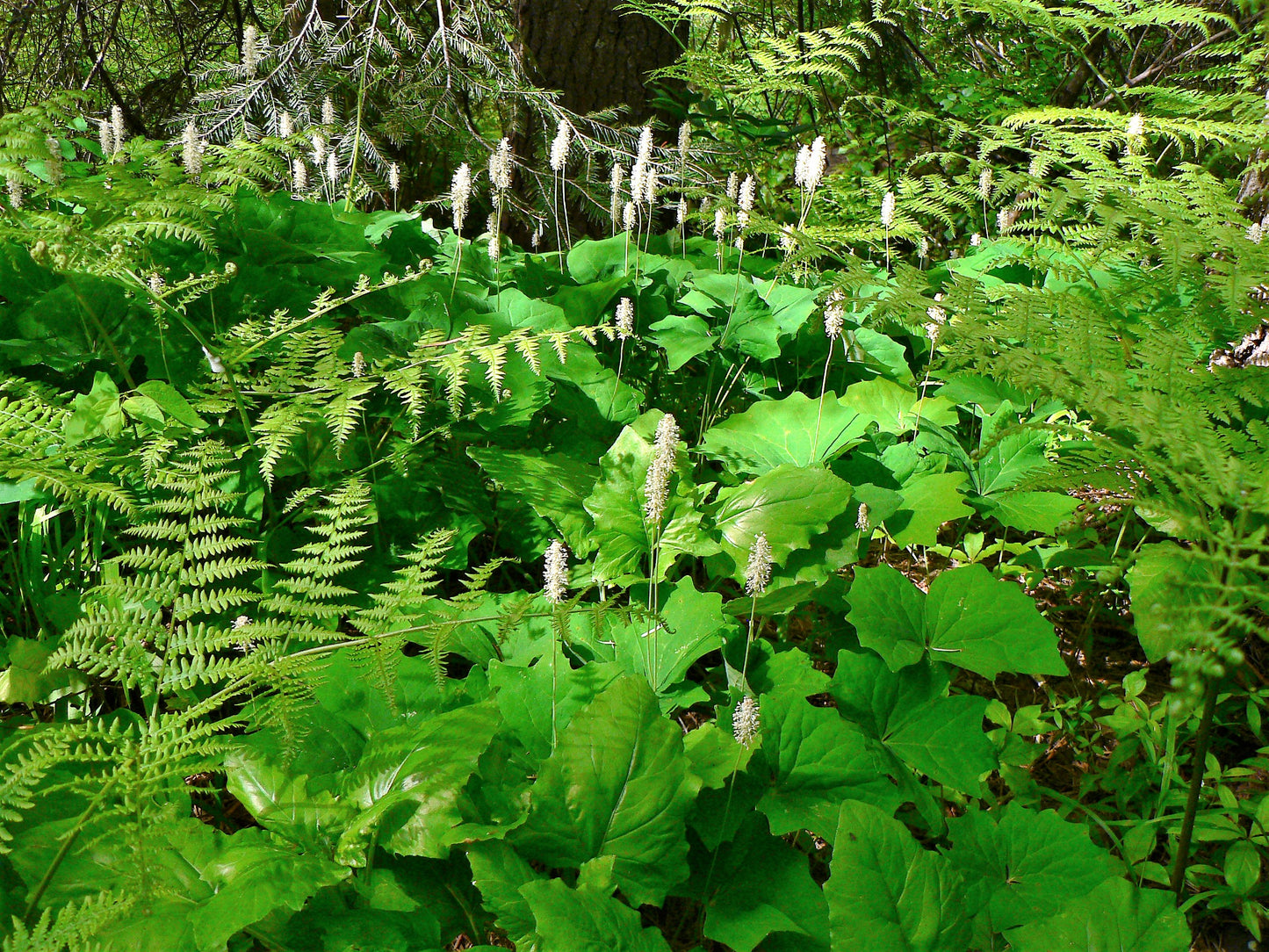 10 VANILLA LEAF Achlys Triphylla Deer Foot Vanillaleaf Fragrant Foliage White Shade Groundcover Flower Seeds