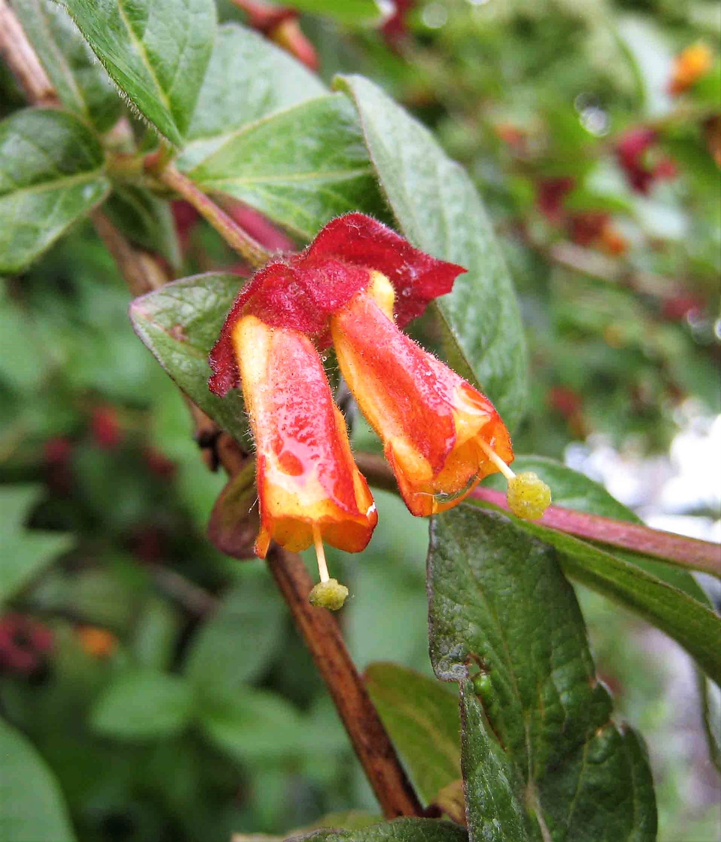 25 TWINBERRY HONEYSUCKLE Lonicera Involucrata California Bearberry Black Twin Berry Endangered Native Sun or Shade Shrub Yellow Red Hummingbird Flower Seeds