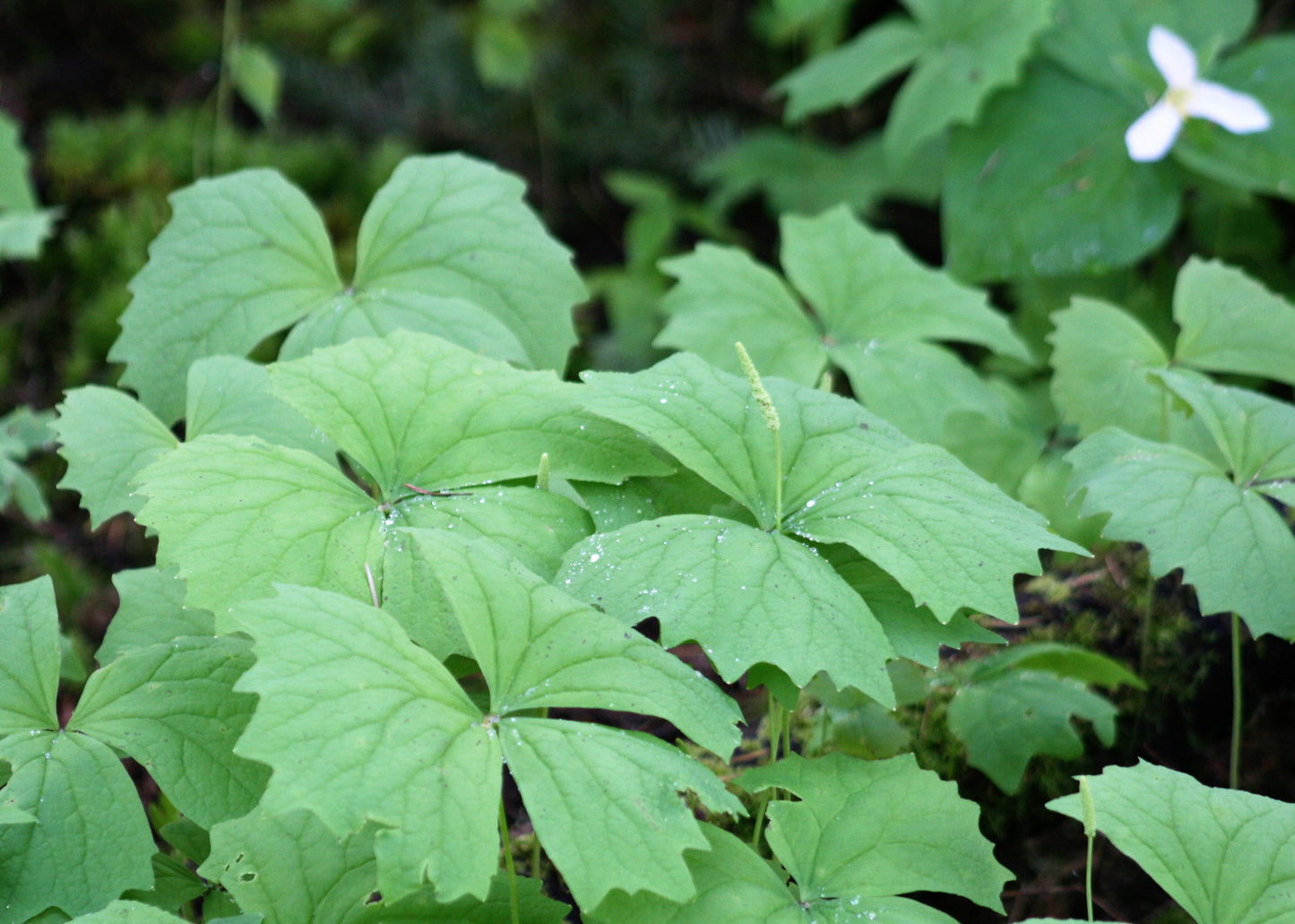 10 VANILLA LEAF Achlys Triphylla Deer Foot Vanillaleaf Fragrant Foliage White Shade Groundcover Flower Seeds