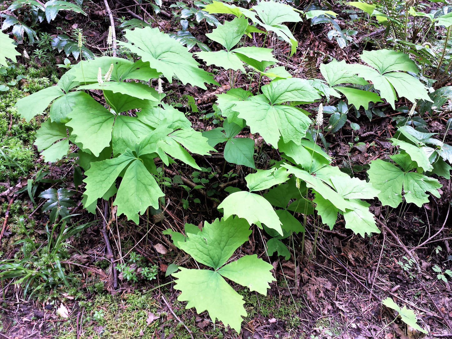 10 VANILLA LEAF Achlys Triphylla Deer Foot Vanillaleaf Fragrant Foliage White Shade Groundcover Flower Seeds