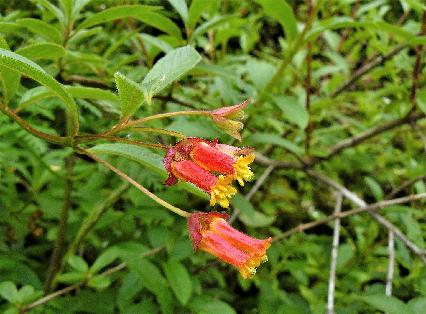 25 TWINBERRY HONEYSUCKLE Lonicera Involucrata California Bearberry Black Twin Berry Endangered Native Sun or Shade Shrub Yellow Red Hummingbird Flower Seeds