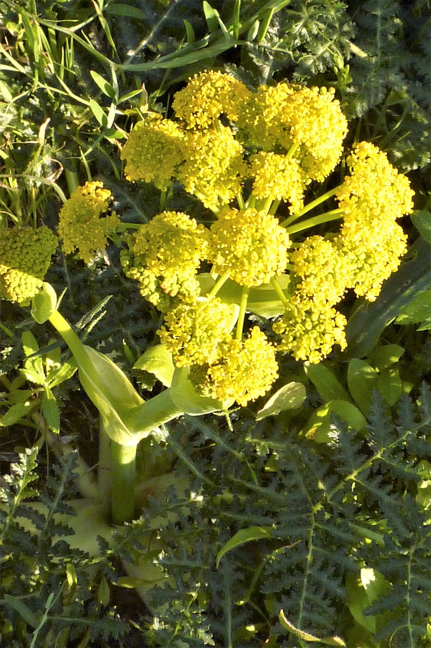 15 GIANT FENNEL Ferula Communis Gigantea Yellow Flower Herb Seeds