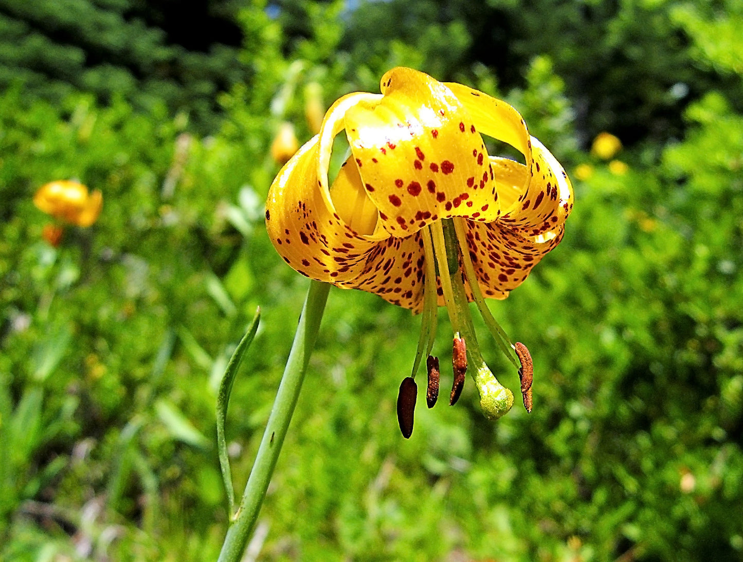 20 COLUMBIAN TIGER LILY Oregon Lily Lilium Columbianum syn. Canadense Parviflorum Orange Maroon Spotted Native Flower Seeds