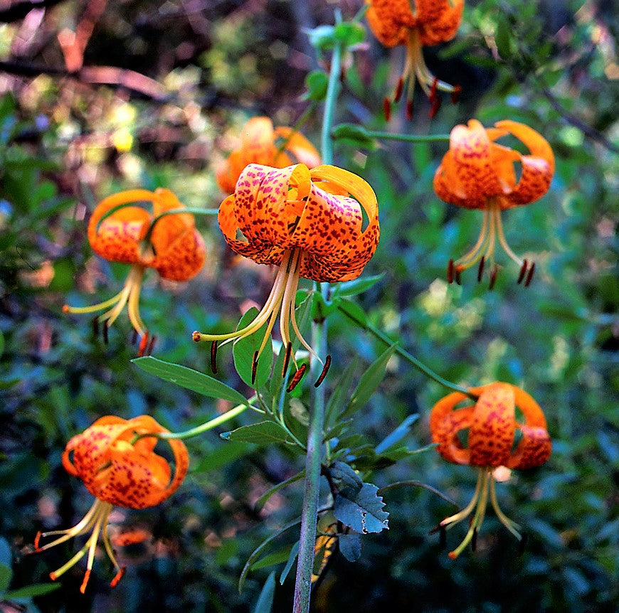 leopard plant seeds 10 LEOPARD LILY California Tiger Lily Panther Lilium Pardalinum Yellow – Seedville USA