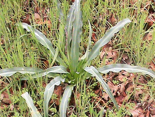 10 WAVY LEAFED SOAP PLANT California Soaproot Amole Lily Chlorogalum Pomeridianum Laothoe White Purple Striped Flower Native Herb Seeds