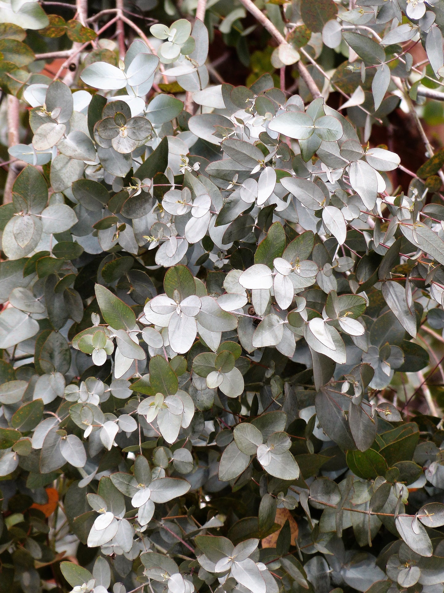 10 SILVER BOX EUCALYPTUS Pruinosa Silvery Blue-Green Foliage Apple Box Smoke Tree White Yellow Flower Seeds