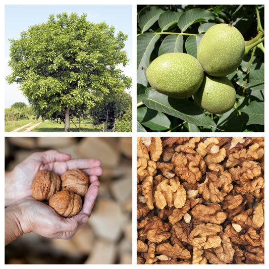 5 ENGLISH WALNUT aka Common, Hardy Carpathian, Persian Nut Fruit Tree Juglans Regia Orientis Seeds