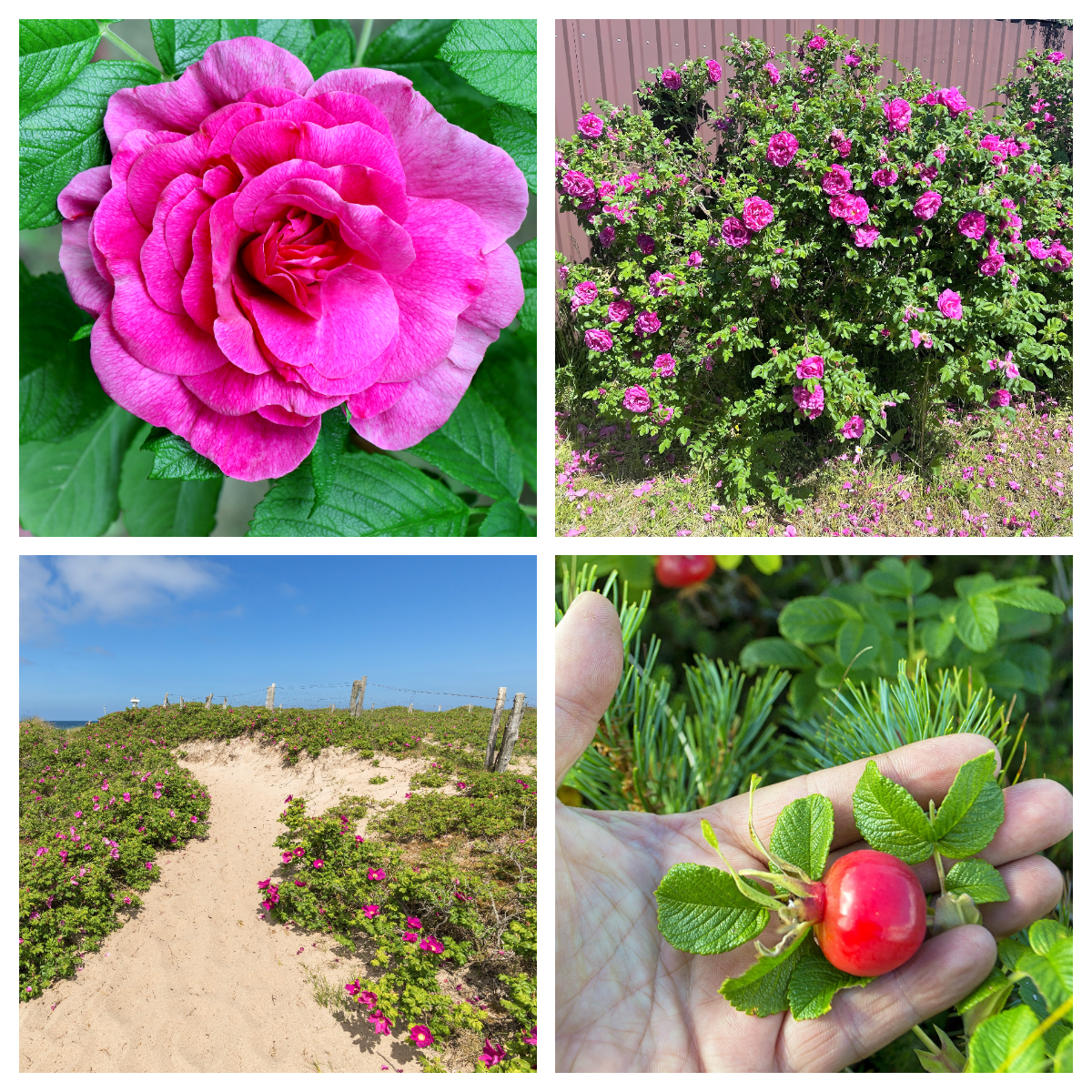 50 Pink BEACH ROSE aka Seaside or Sand Rose, Beach Tomato Rosa Rugosa Huge Red Hips Flower Seeds