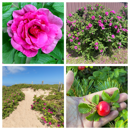 50 Pink BEACH ROSE aka Seaside or Sand Rose, Beach Tomato Rosa Rugosa Huge Red Hips Flower Seeds