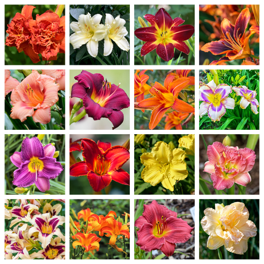 10 MIXED COLORS DAYLILY Hemerocallis Day Lily Fine Mix Red Purple Flower Seeds