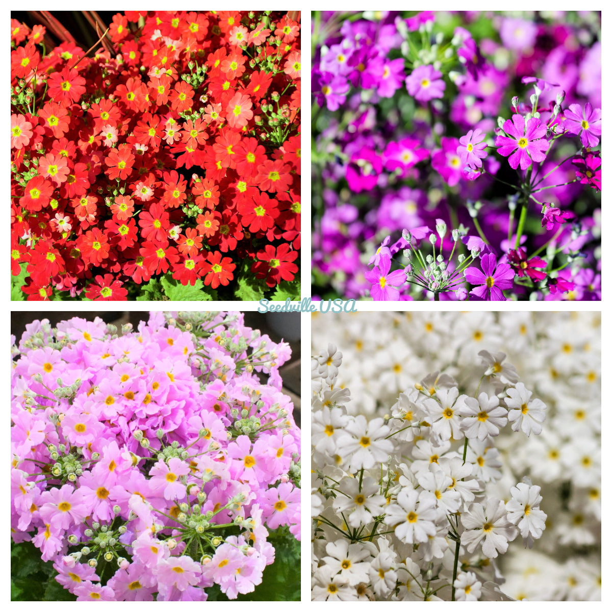 100 Mixed Colors FAIRY PRIMROSE Primula Malacoides Red Pink Purple White Baby Primrose Shade Houseplant Flower Seeds