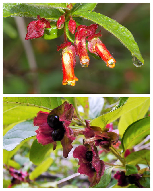 25 TWINBERRY HONEYSUCKLE Lonicera Involucrata California Bearberry Black Twin Berry Endangered Native Sun or Shade Shrub Yellow Red Hummingbird Flower Seeds
