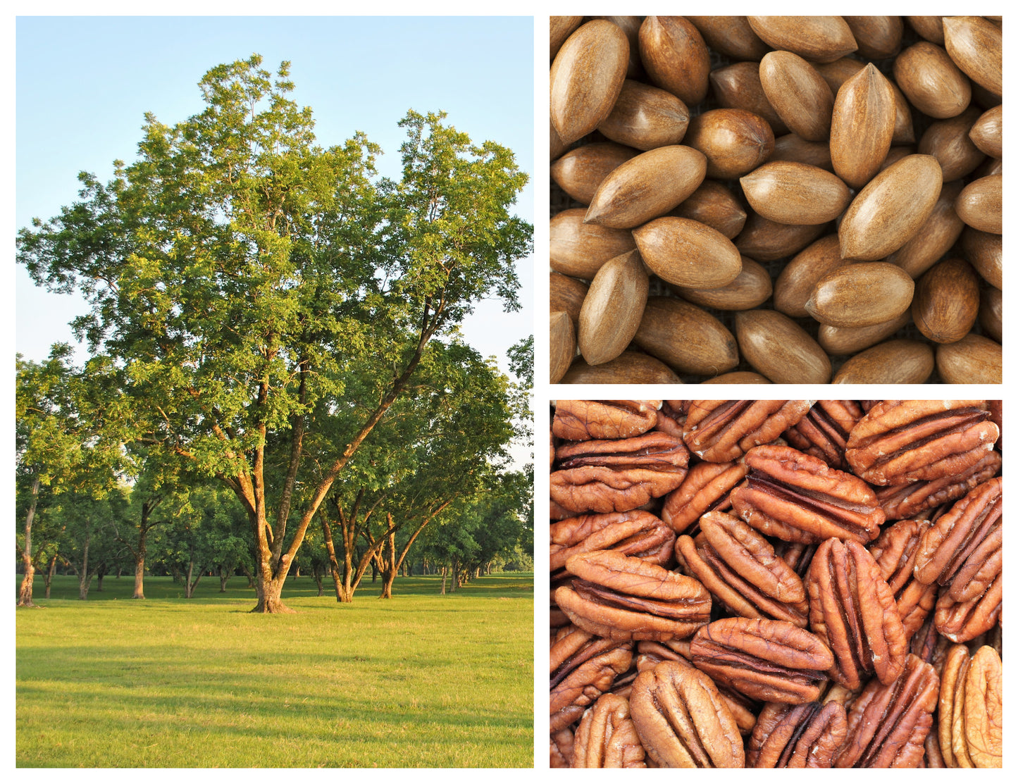 fruit tree seeds for planting 5 HARDY PECAN Tree Carya Illinoinensis King Nut Native Fruit Tree Seed – Seedville USA