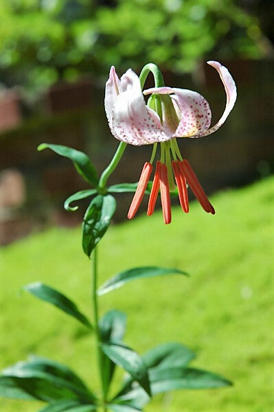 15 WESTERN HYBRIDS LILY Tiger, Leopard, Lemon, Alpine, Kellogg - Mixed Colors Pink, Red, Yellow, Orange - Native Lilium Flower Seeds