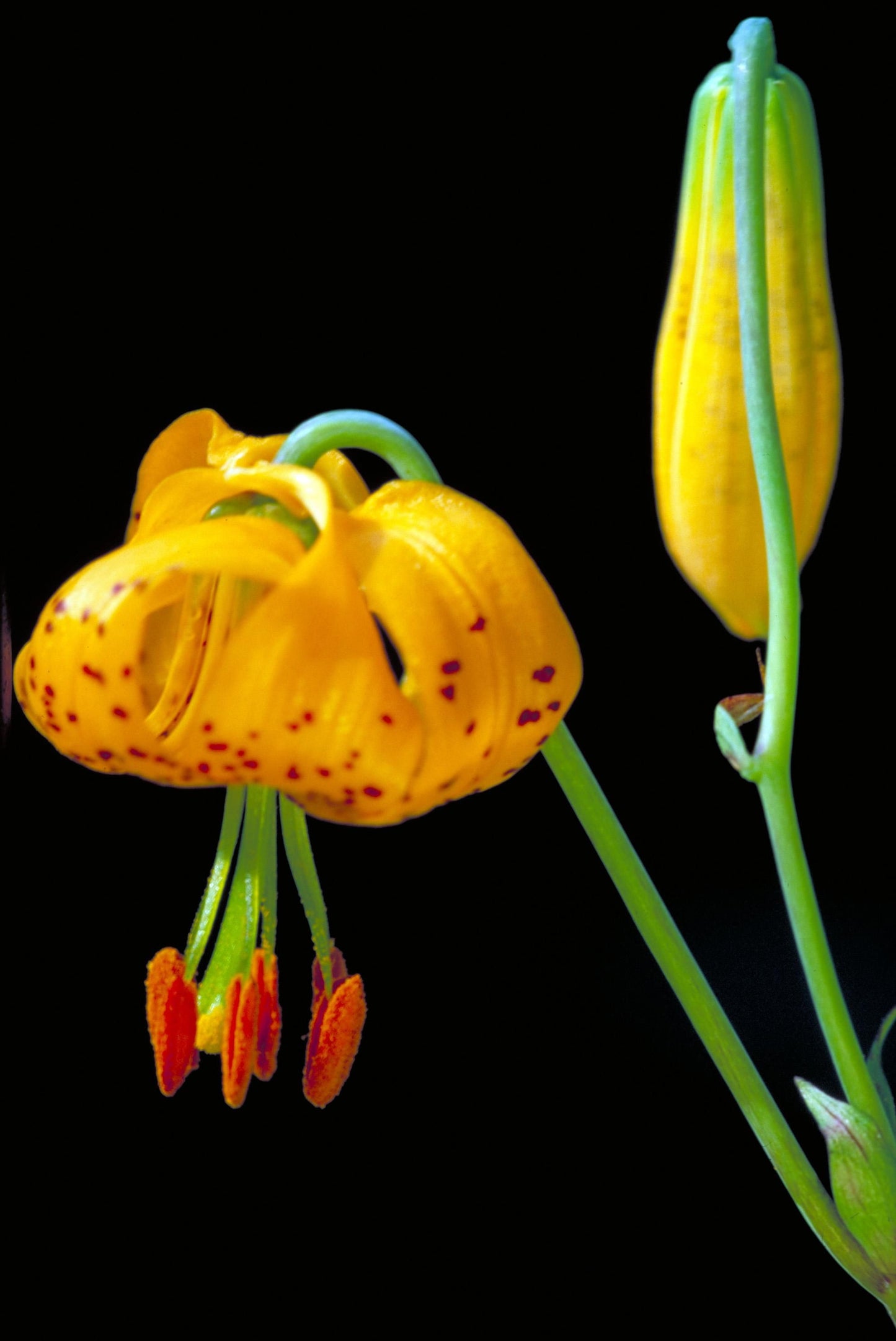 20 COLUMBIAN TIGER LILY Oregon Lily Lilium Columbianum syn. Canadense Parviflorum Orange Maroon Spotted Native Flower Seeds